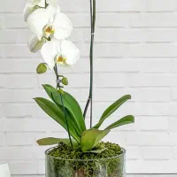 لطفا بخوانید