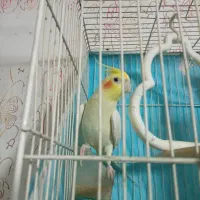 عروس هلندی جفت