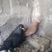 کفتر پلی|پرنده|میناب, |دیوار