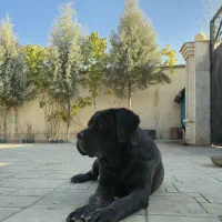 توله ماده ۶ ماهه کن کورسو