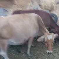 گاو  و گوساله جرزی