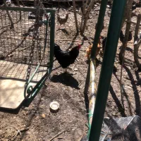 تعداد ۱۰ عدد خروس درشت  عالی