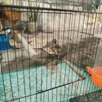 ۵عدد فنچ کینگ باهم|پرنده|بندرعباس, |دیوار