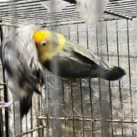 کوتوله برزیلی نر|پرنده|قم, شاه سید علی|دیوار