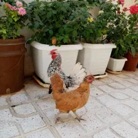 مرغ  و خروس زینتی|حیوانات مزرعه|کرمانشاه, |دیوار