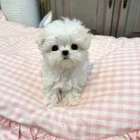 پودل مالیز سایز خیلی ریز|سگ|تهران, جنت‌آباد مرکزی|دیوار