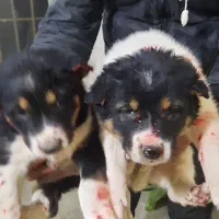 واگذاری توله سگ قدرجونی|سگ|خمینیشهر, |دیوار