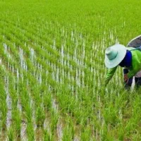 زمین-برای-کشت-برنج