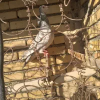 کبوتر|پرنده|مشهد, باغ فراگرد|دیوار