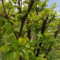 باغچه ویلایی مدارک کامل دنج و آرام کنار جاده اصلی