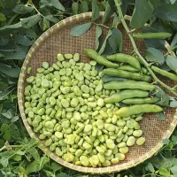 باقله  و ذرت تازه و دون شده