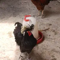 فروش مرغ و خروس