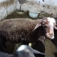 بره نرافشارشیرمست