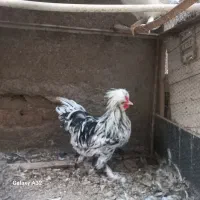 گوشت دارهستند|حیوانات مزرعه|قم, پامنار|دیوار