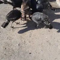 بوقلمون وغاز طبیعی