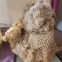 مرجان طبیعی و سنگ مدیا سرامیک تصویه