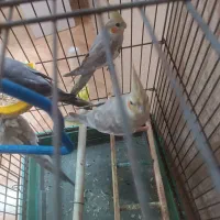 یک عدد عروس هلندی