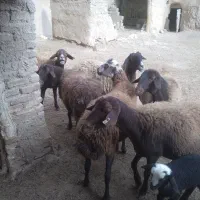 ۲۴۰۰۰۰۰۰|حیوانات مزرعه|پیشخور, |دیوار