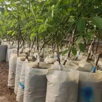 نهال صنوبرومیوه