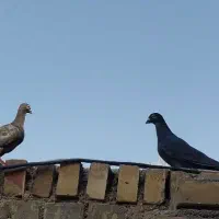 فروش کبوتردورگ ومعمولی ماده دوکت سبزو بچ طوق سفید|پرنده|دزفول, |دیوار