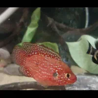 فروش و معاوضه تعدادی ماهی|ماهی|کرمانشاه, |دیوار