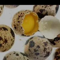 تخم بلدرچین|خوردنی و آشامیدنی|قم, قلعه کامکار|دیوار