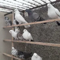 ۲۰طوق کبوتر پرشی|پرنده|تهران, جوادیه|دیوار