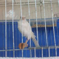 قناری نررسمی بلند قد دار|پرنده|تهران, آبشار|دیوار
