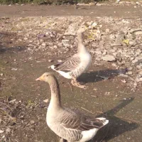 دو رگ قاز محلی|حیوانات مزرعه|رشت, کوی امام رضا|دیوار