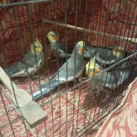 فروش یا معاوضه عروس هلندی مولد