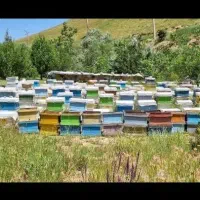 زنبورعسل نژاد کارنیکا