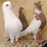 کبوتر|پرنده|ایوان, |دیوار