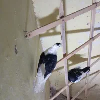کفتر|پرنده|مشهد, کوه سنگی|دیوار