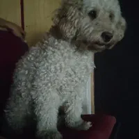 پودل توی|سگ|تهران, سلسبیل جنوبی|دیوار