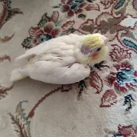 فروش ویژه جوجه عروس هلندی سرلاکی لوتینو