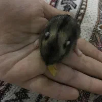 همستر|موش و خرگوش|ایلام, |دیوار