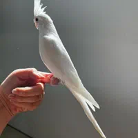 عروس هلندی تخم گذار|پرنده|خمینیشهر, |دیوار