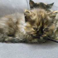 گربه پرشین|گربه|تهران, ابوذر|دیوار