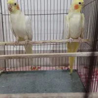 دو عدد عروس هلندی