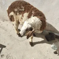 بره نر