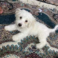 سگ نر نژاد شیتزو