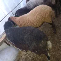 گوسفند|حیوانات مزرعه|رامیان, |دیوار