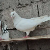 جفت طوقی|پرنده|اردبیل, |دیوار