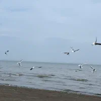اجاره-شبانه-آپارتمان-ساحلی-قطعه-اول-دریا