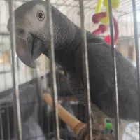 کاسکو شکلاتی نر وماده|پرنده|لاهیجان, رجایی|دیوار