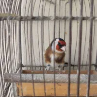 دو عدد سهره جوجه قفس و بیابونی