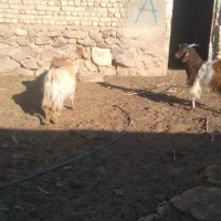 ۳ تا بزغاله نر چاق فروشی گوسفند.میش.بز.بزغاله|حیوانات مزرعه|تربت‌حیدریه, پائین ولایت|دیوار