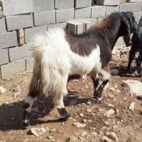 ساورن پاکستانی|حیوانات مزرعه|دالاهو, |دیوار