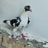 کبوتر