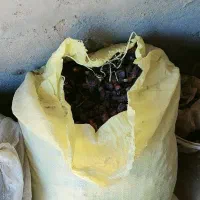 خرمای خشک سلنگ|حیوانات مزرعه|تخت, |دیوار